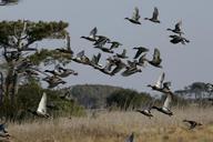 mallard-ducks-flying-flight-891950.jpg