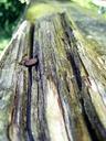 wood-grain-tree-structure-792404.jpg