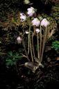 Purple plant in bloom hepatica americana.jpg