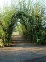 willow-cathedral-spreewald-green-90987.jpg