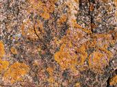 weave-stone-rock-nature-plant-468432.jpg