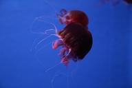 aquarium-jellyfish-sea-368044.jpg