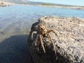 spiders-tarantula-insects-macro-173377.jpg