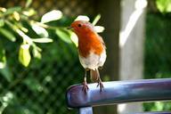 robin-bird-england-uk-wildlife-648118.jpg