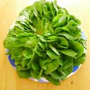 lettuce-organic-butter-lettuce-1541175.jpg