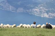 flock-of-sheep-monte-baldo-garda-1199705.jpg