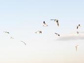 seagulls-flying-spring-sky-clouds-54696.jpg