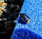 beetle-blue-colour-metallic-insect-1252796.jpg