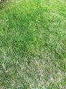 grassland-green-plant-74392.jpg