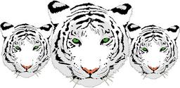 tiger-head-white-bengal-tiger-312245.svg