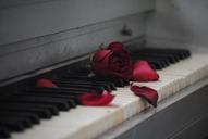 piano-rose-red-flower-love-571968.jpg