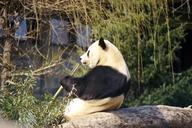 giant-panda-bear-white-black-zoo-544299.jpg