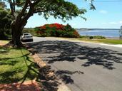 poinsettia-tree-coastal-view-188587.jpg