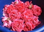 fresh-roses-potpourri-aromatherapy-869082.jpg