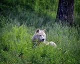 wolf-timber-wolf-wildlife-animal-1104002.jpg