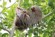 sloth-costa-rica-rainforest-1041855.jpg