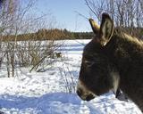 donkey-winter-snow-cold-animal-215158.jpg