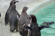 penguins-cotswold-animal-black-1703791.jpg