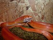 corn-snake-snakes-terraristik-586371.jpg