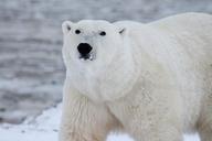 polar-bear-arctic-wildlife-snow-404314.jpg