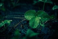 fresh-water-foliage-plant-green-839260.jpg