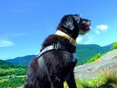 dog-sky-blue-mountains-south-tyrol-656577.jpg