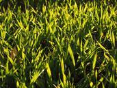 seed-field-arable-grass-green-779818.jpg