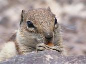 squirrel-animals-nature-natural-572736.jpg