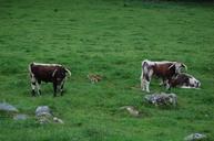 cows-england-campaign-643179.jpg