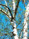 birch-tree-white-bark-sky-blue-464167.jpg