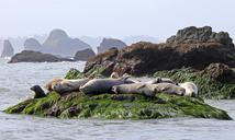 seals-resting-rock-ocean-wildlife-913230.jpg