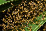 spiders-spiderlings-nest-hatch-1622843.jpg