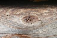 wood-grain-knothole-weathered-1412817.jpg