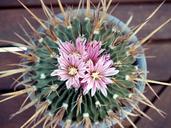 cactus-flower-plant-flowering-661038.jpg