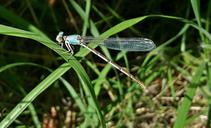 damselfly-insect-blue-fronted-dancer-1468076.jpg