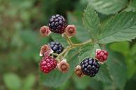 blackberries-shrub-fruit-1032754.jpg