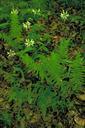 Clusters of small white orchid blossoms on stalks among ferns.jpg