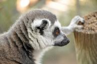 lemur-animal-zoo-nature-1518563.jpg