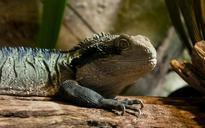 animals-reptile-nature-australia-634589.jpg