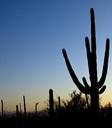 Saguaro Cactus near Tucson, Arizona LCCN2010630818.tif.tiff