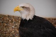 bald-eagle-bird-eagle-predator-802444.jpg