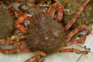 crab-crustacean-spider-seafood-1099155.jpg