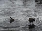 geese-lake-water-nature-goose-1019079.jpg