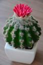 cactus-flower-bloom-desert-garden-1430356.jpg