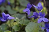 violet-flowers-plant-violet-plant-302424.jpg