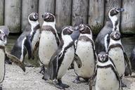 humboldt-penguins-penguins-animals-567361.jpg