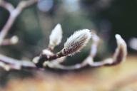 pussy-willow-tree-nature-plant-1043421.jpg