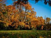 autumn-leaves-golden-autumn-1066109.jpg