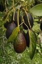 avocado-fruit-tree-natural-1304027.jpg