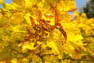 seeds-flying-seeds-linde-tree-228203.jpg